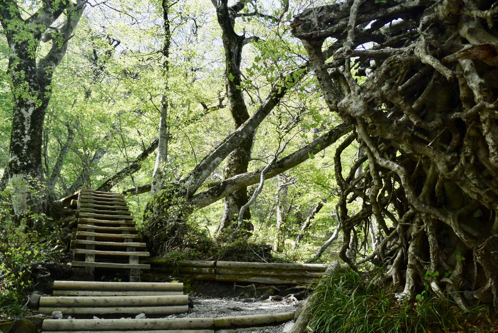 行者登山口-大山夏山登山口 周回コースの写真