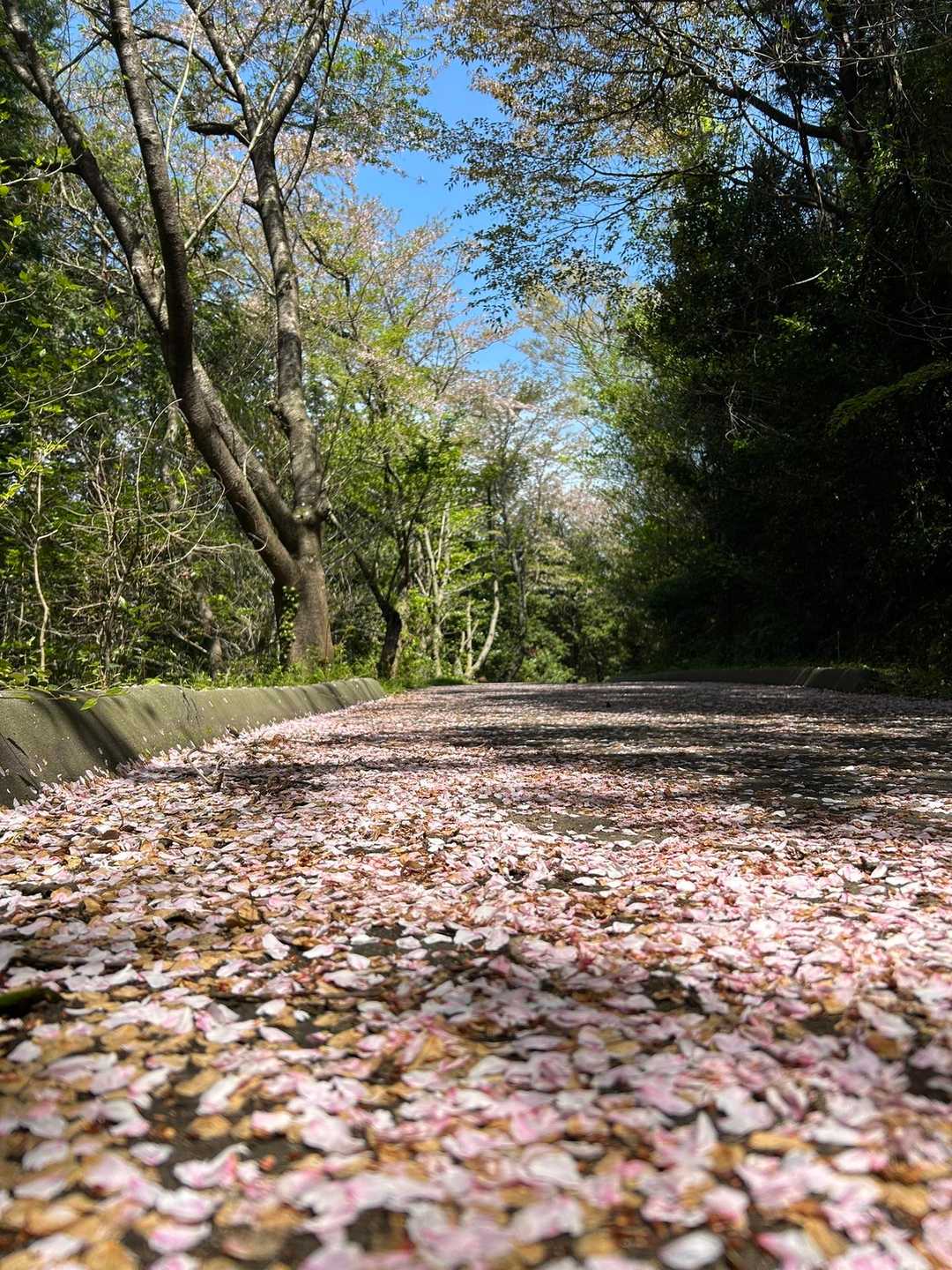 桜も散っちゃいましたけど今年は沢山見られた気がする♪
葉桜見て、息子が県外の高校に進学した事思い出して走りながら少し感傷的になっちゃいました😅