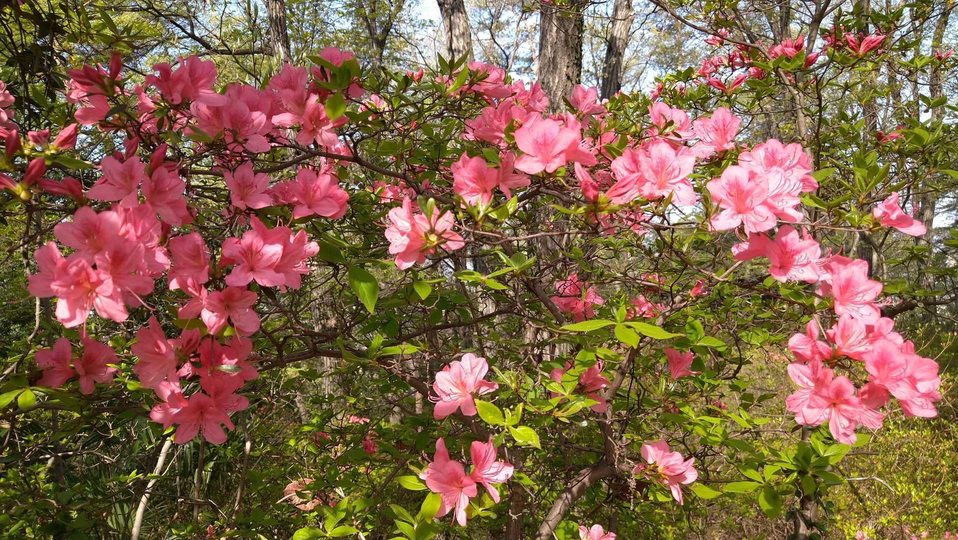 ツツジ　癒されます～🌺