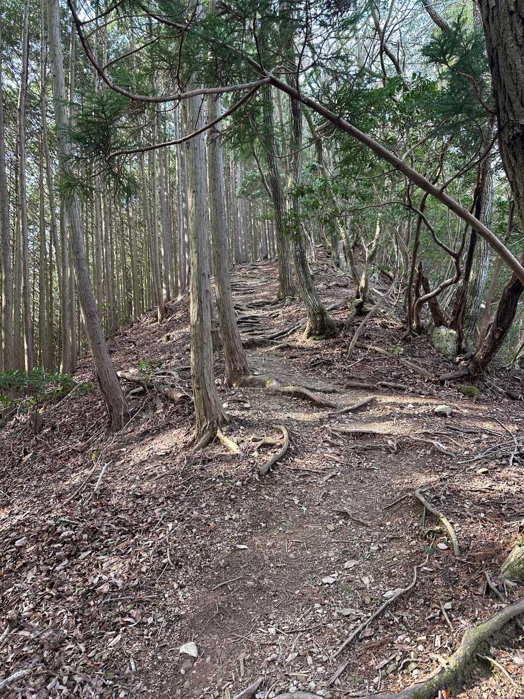 この辺りから少し傾斜が出てきます😗