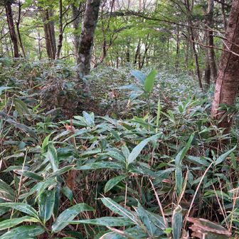 風越山山頂からの下山道は大ササの藪漕ぎです。
テープ有り、踏み跡有りなので、迷うことは無かった。