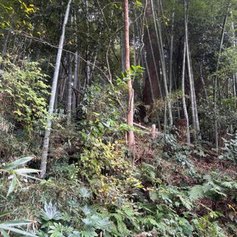 山道に入りました