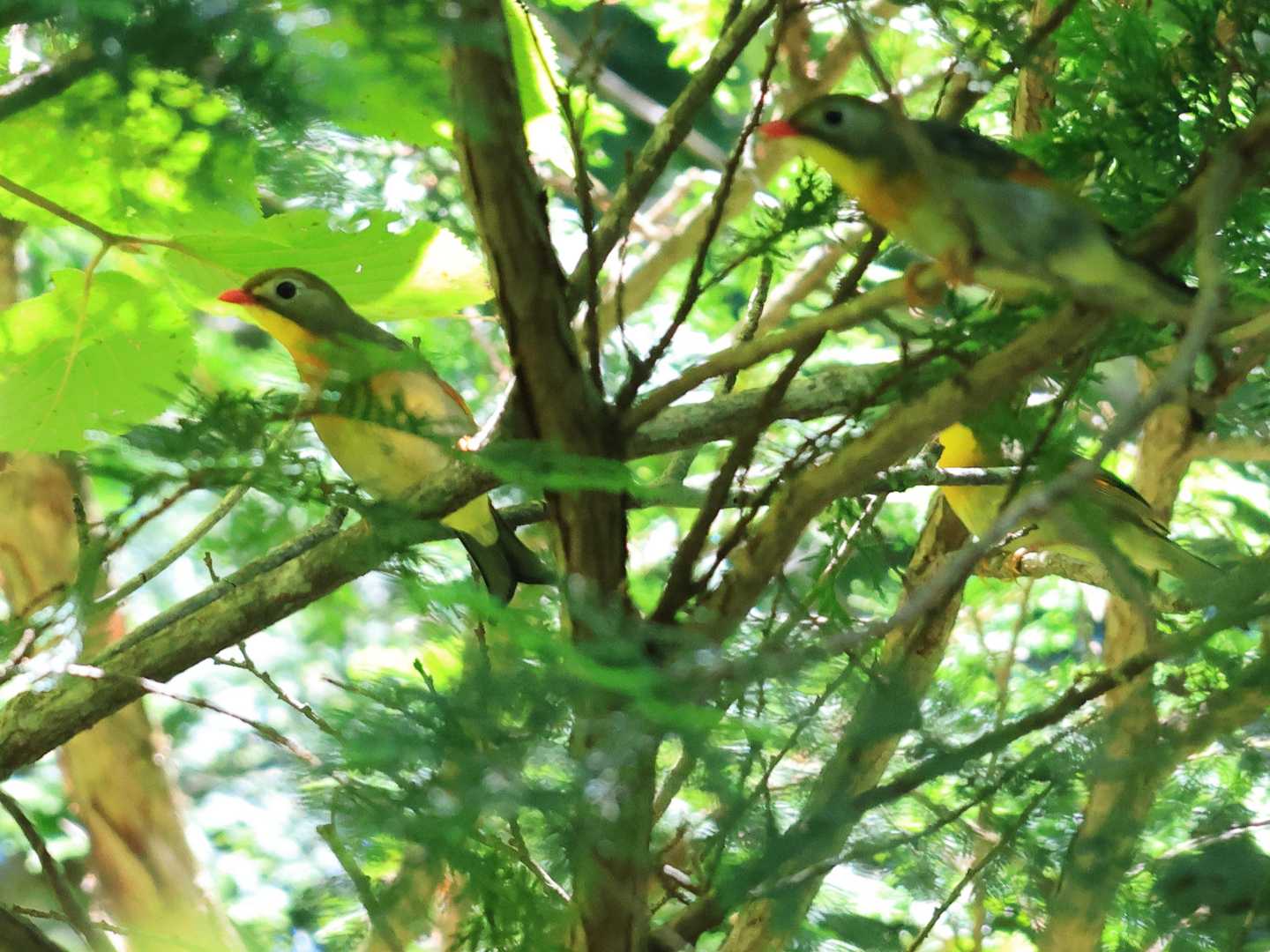 ソウシチョウが沢山。