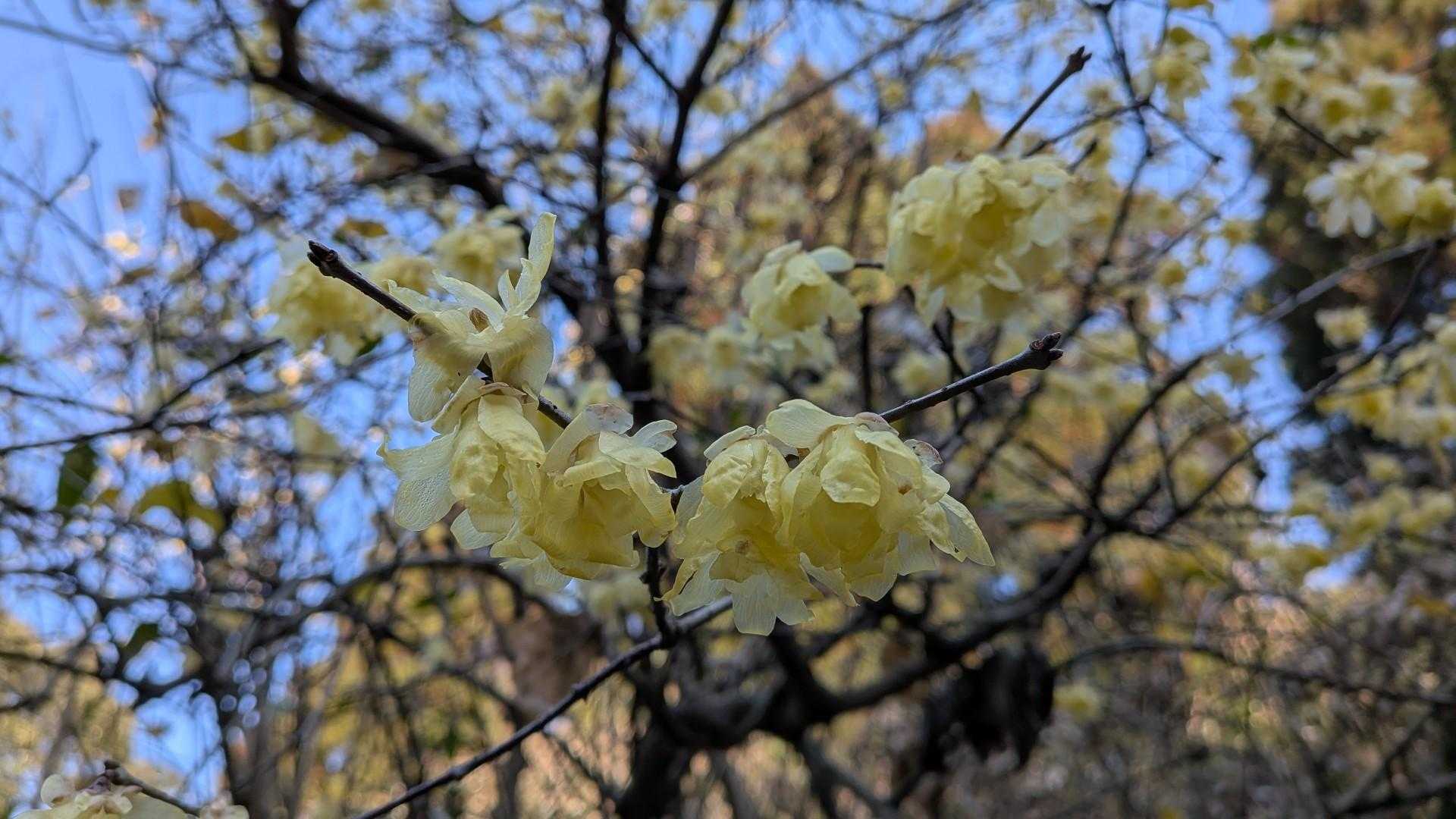 蝋梅💛は満開で、いい匂いです🥰