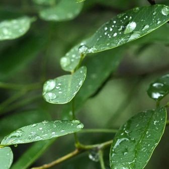 登山道横のいろんな葉っぱも
雨が付いてキラキラ