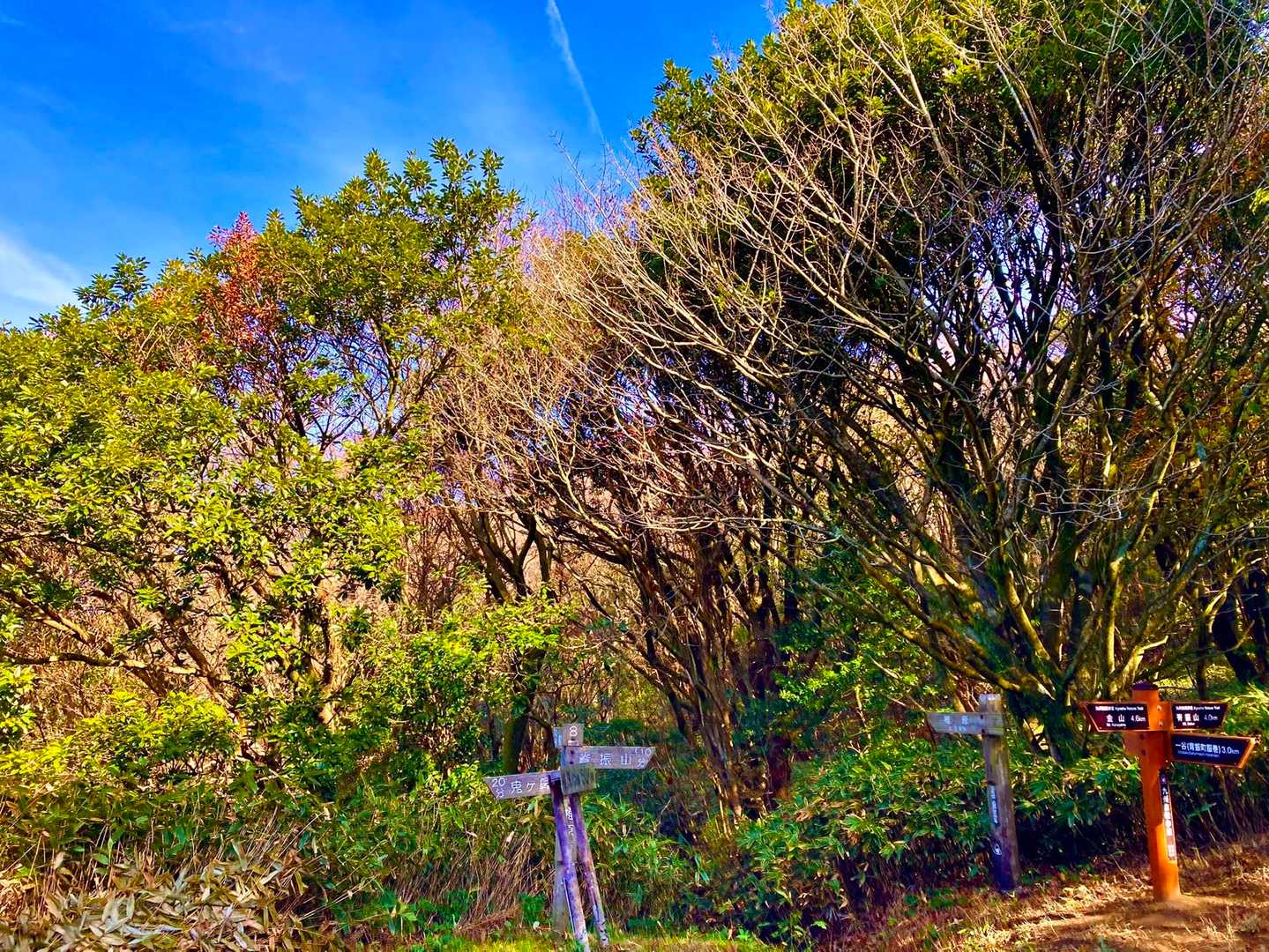 椎原峠登山口-椎原峠-鬼ヶ鼻岩-猟師岩山 往復コースの写真