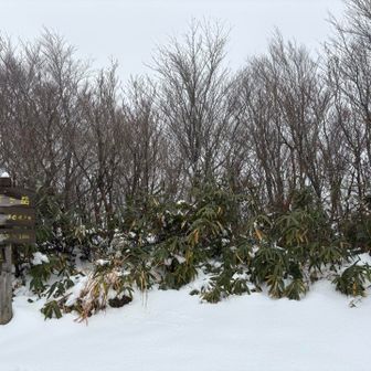 笑っちゃうくらいの雪