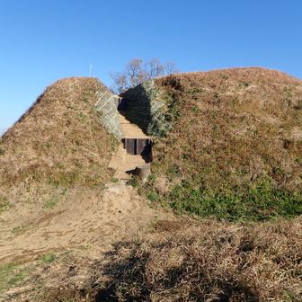いものがんぎの定点の木が切られていた😢
