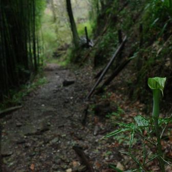 マムシソウも、