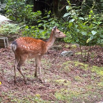 境内のシカさん🦌