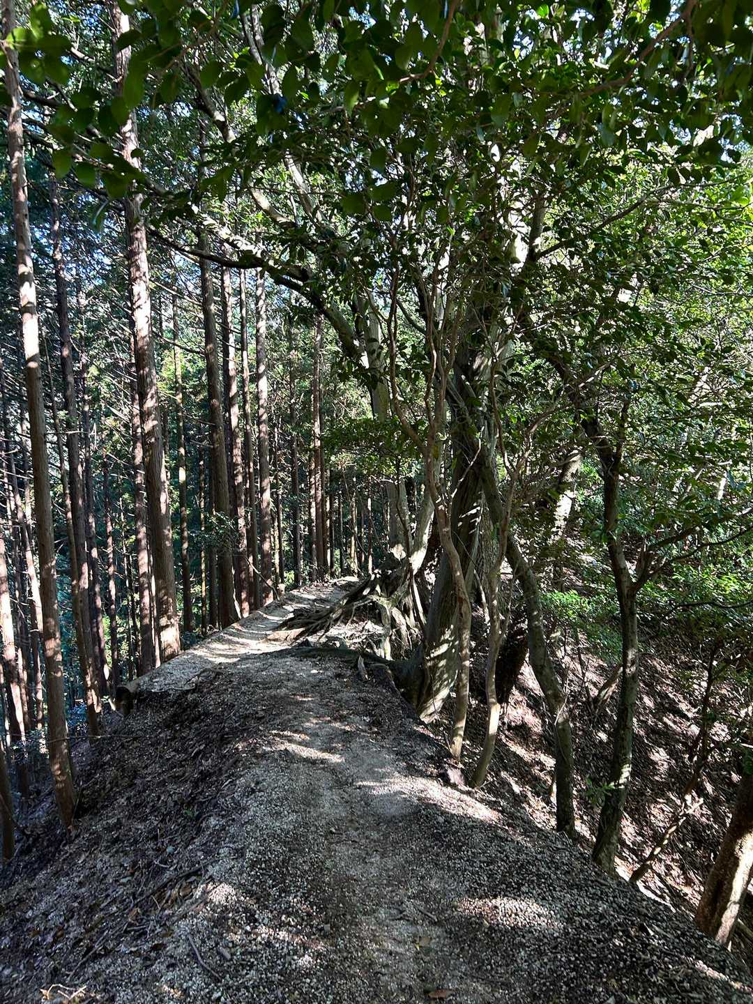 一気に下山

来年は鈴鹿7の
・釈迦ヶ岳
・雨乞岳
・藤原岳
どんな沢に出会えるか楽しみだなー☺️