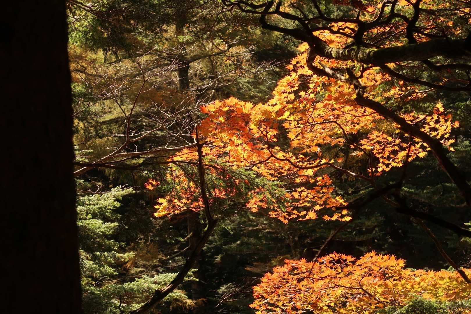 晴れ間がさすと、紅葉🍁が良い感じに