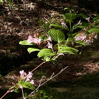 この木は何て言うのかな？
