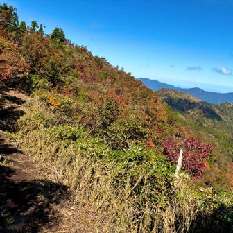 色づき始めていました🍁