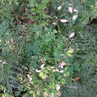 萩の花みたいだけど、葉っぱがピンク🩷