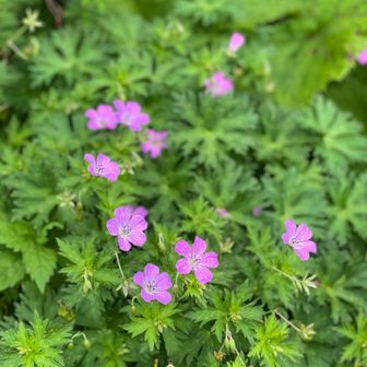月山てさ、とっても親しまれて、愛されて、大切にされてるんだな〜とじんわりと思ったお山でした。

こんな天候の中
それでも沢山の方は登っていて
すれ違う人と挨拶しては
「この人たちみんな、どうかしてる…(-_-;)」
と心の中で思っていた私も
側から見たらその一員。
