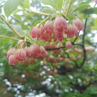 前日の雄国沼から延々と続いていたウラジロヨウラクとガクウラジロヨウラクの後で出会うサラサドウダンの新鮮さ。ベニサラサもありました。