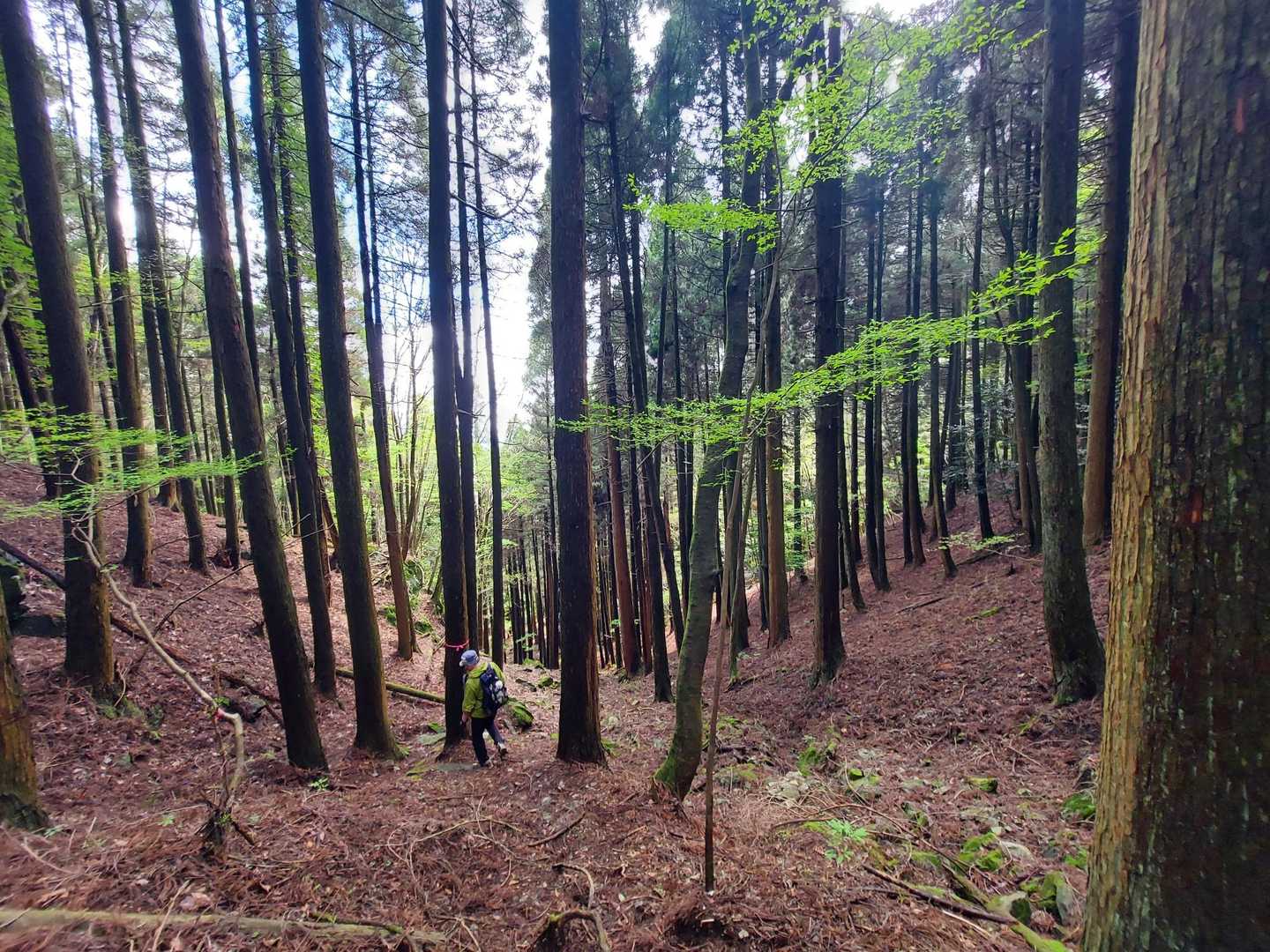 つづら折りでふかふかの道を下山🚶