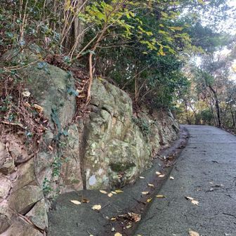 このアスファルトがね… 急なのね…結構体力削られたのね…