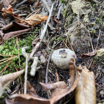 ホコリタケさーん😍と思ってパフパフしたらもちもちだった‥埋まり気味の🍄だったみたい