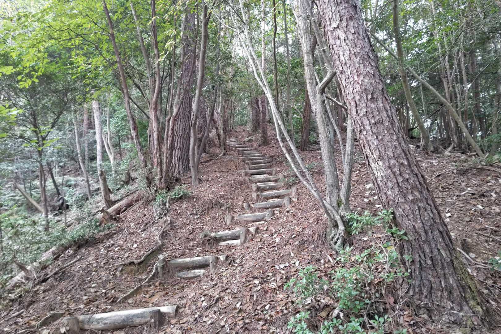 三本木山登山口-藤ヶ丸山-呉娑々宇山北峰-呉娑々宇山 往復コースの写真