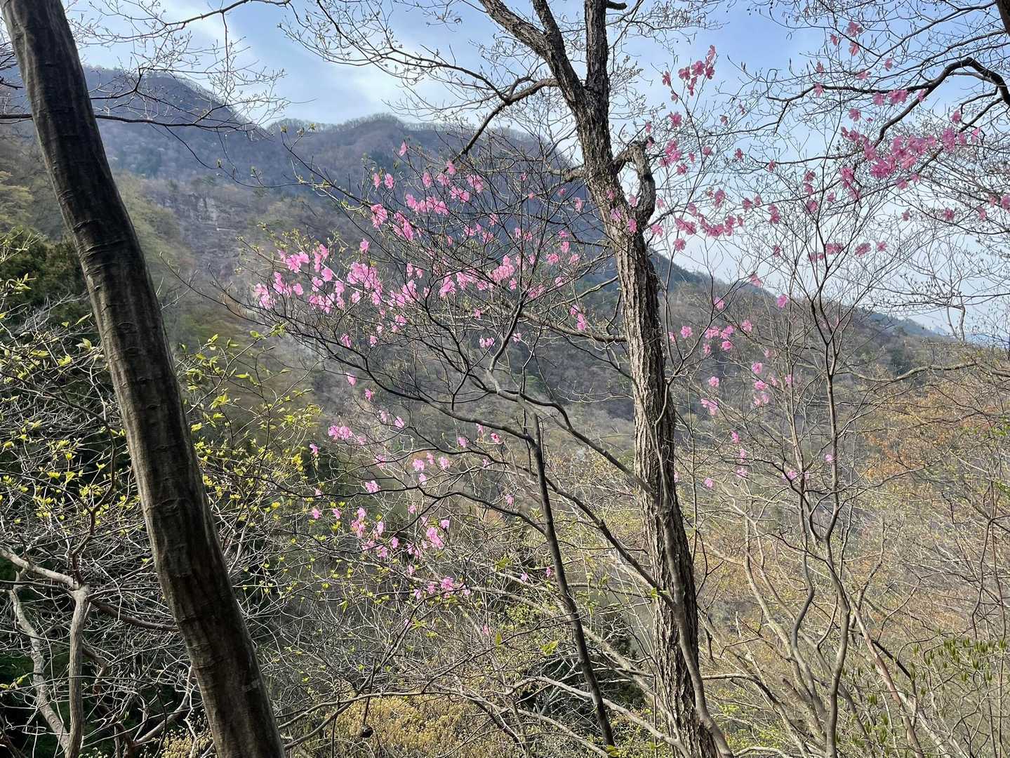 咲いているアカヤシオ　黒滝山では一本だけ見かけた
