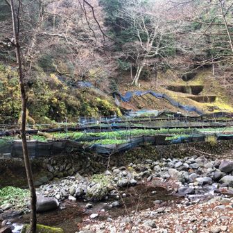 かなり大きいわさび田