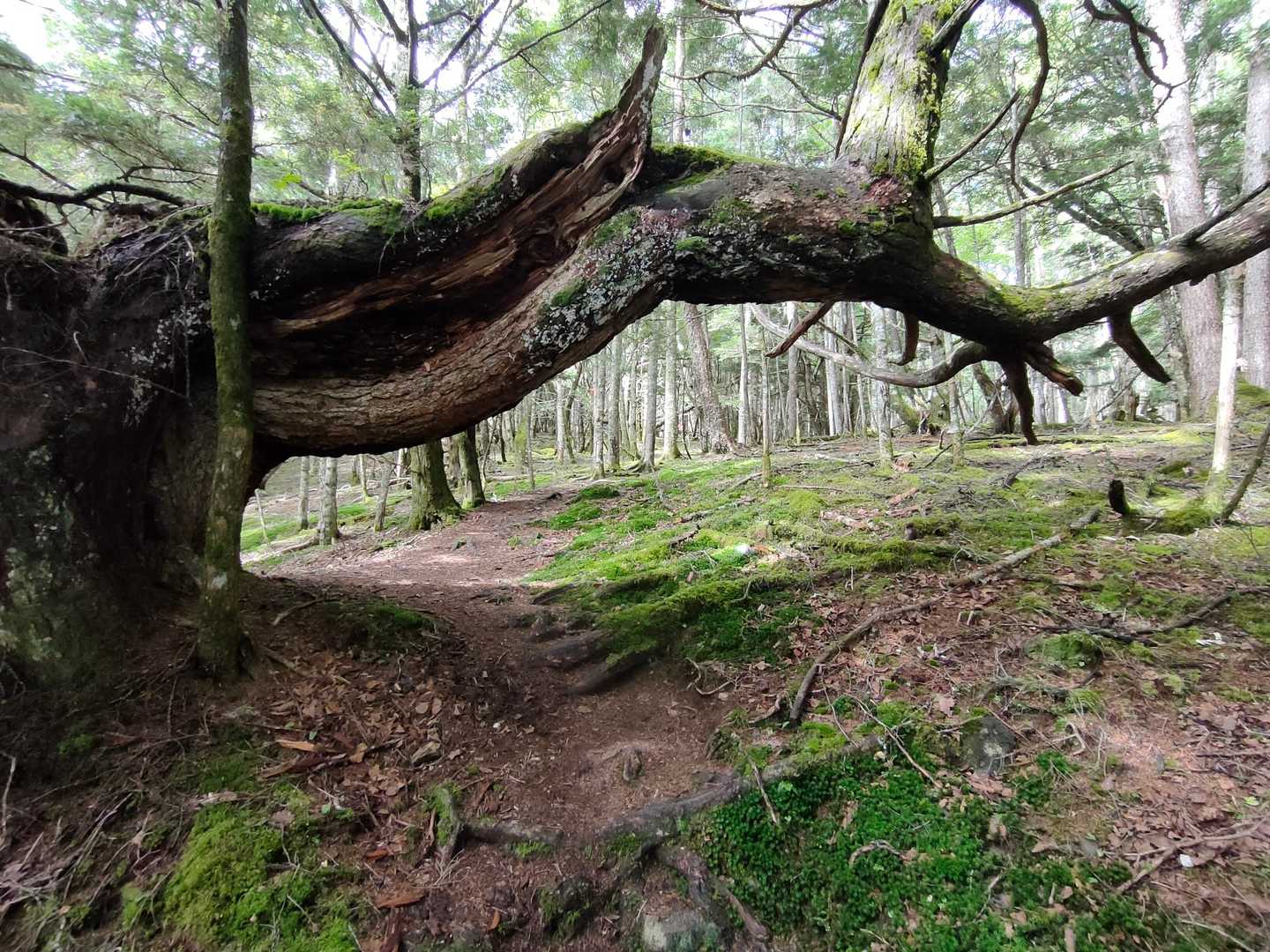 櫛形山 往復コースの写真