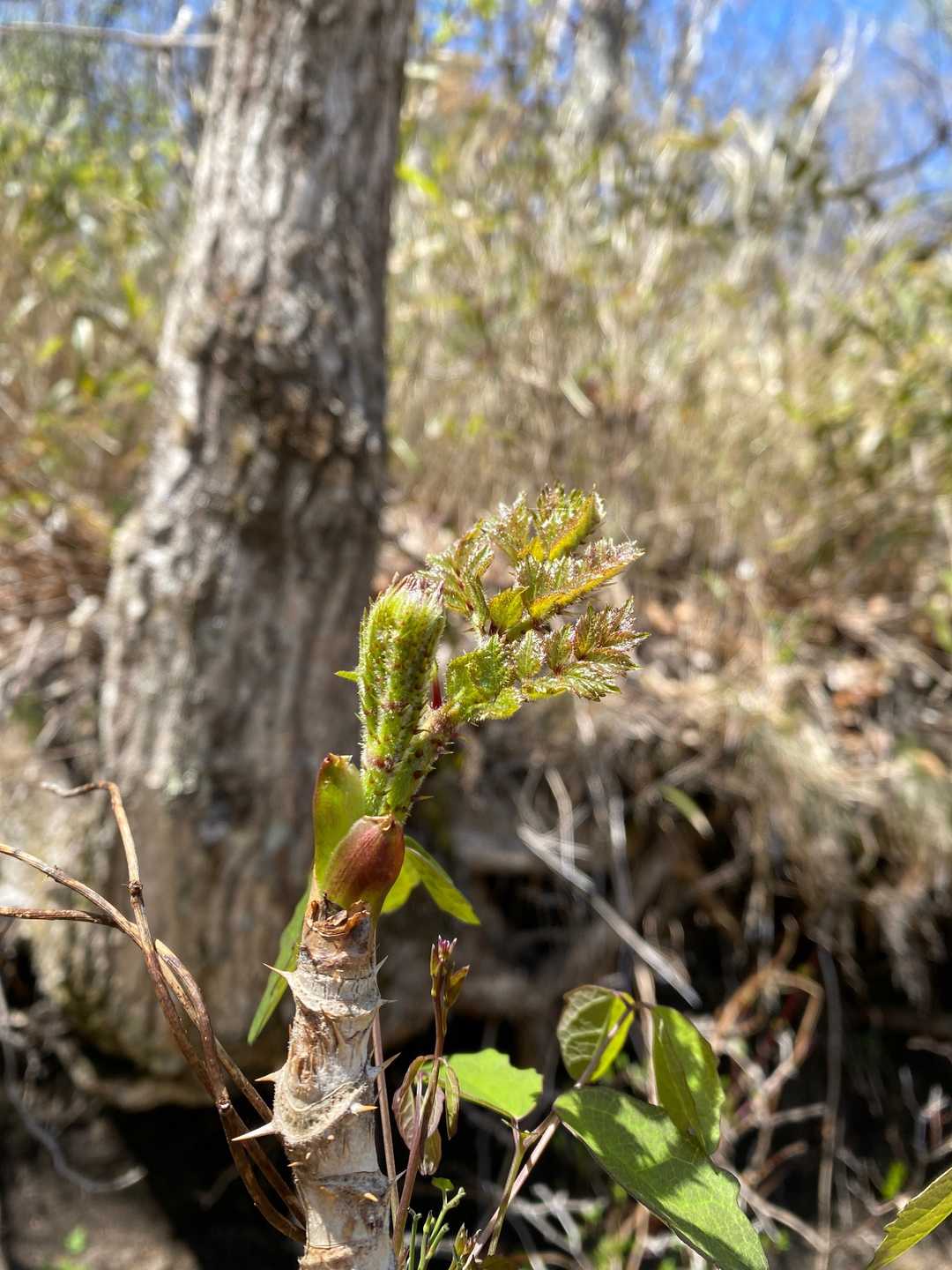 たらの芽🌿
これは雄ですね🤔