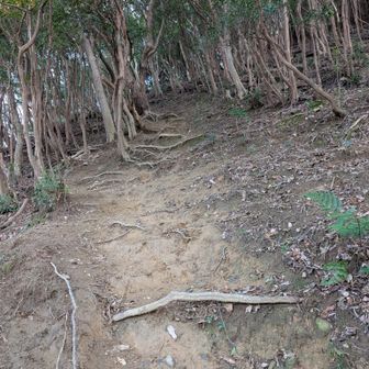 こっちのルート、下りで使うのはキケンかも⚠️