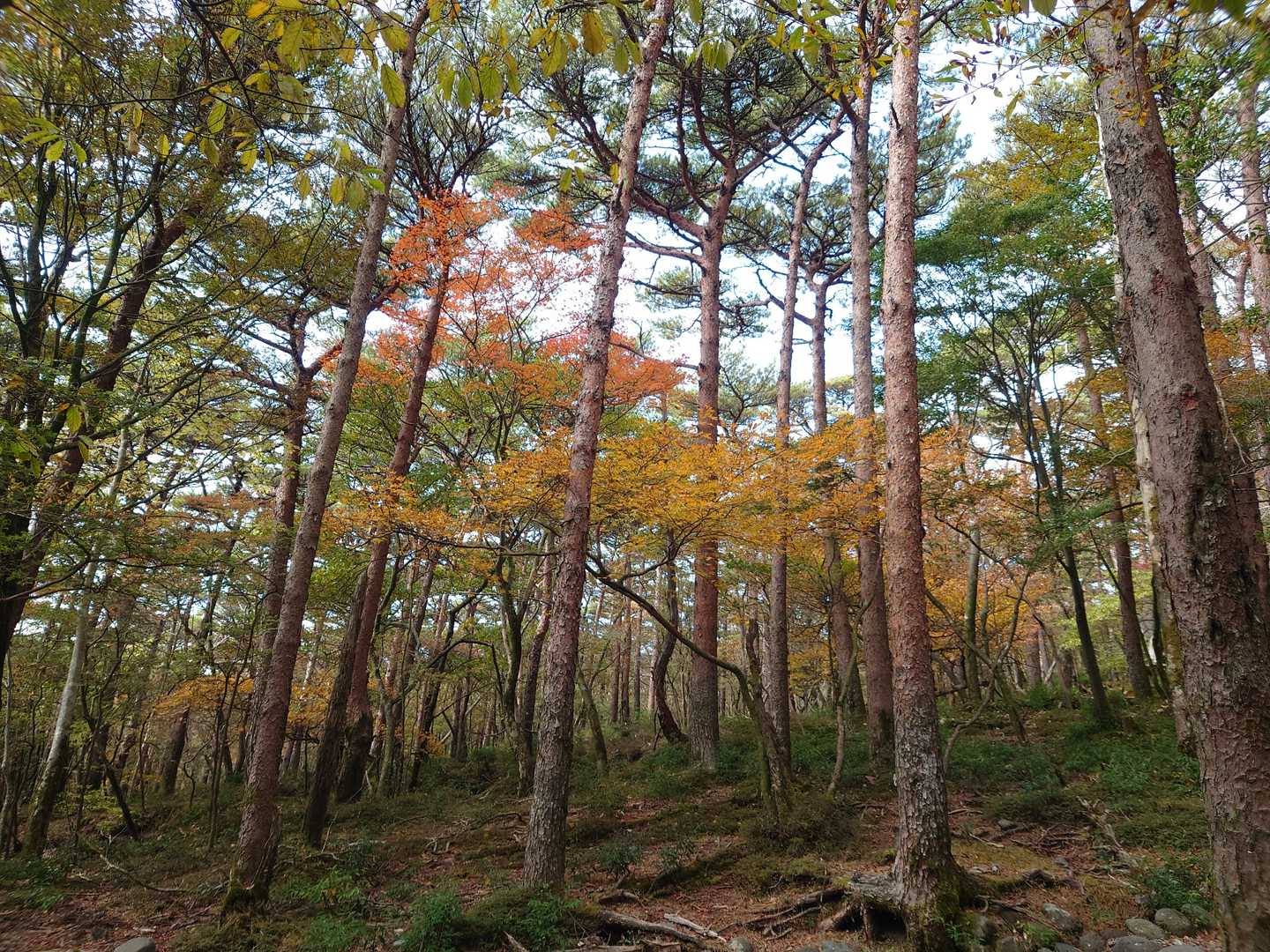 白鳥山-硫黄山北登山口 周回コースの写真