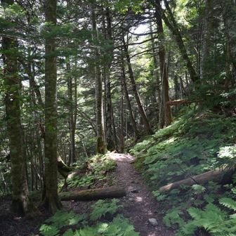 歩きやすい登山道になりました。
ﾊｱﾊｱ(￣▽￣;)💦