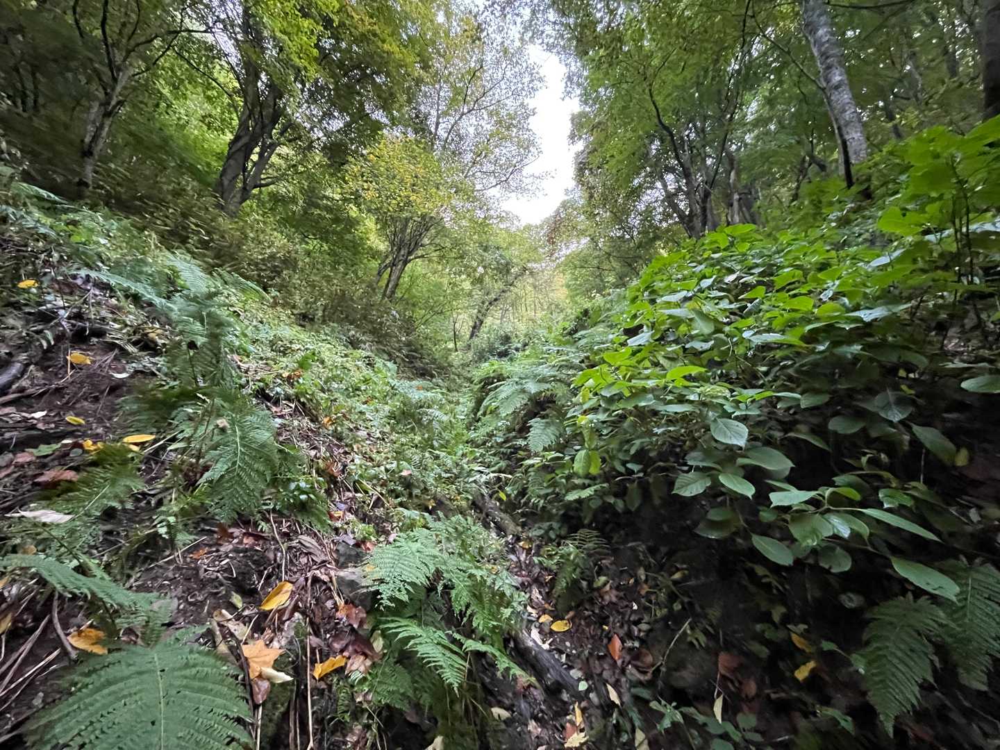 滑りまくりの登山道