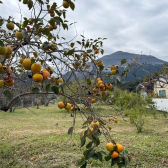 柿の実は里の風景の必須アイテム