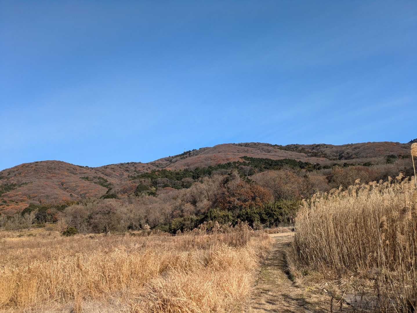 ススキが高～い