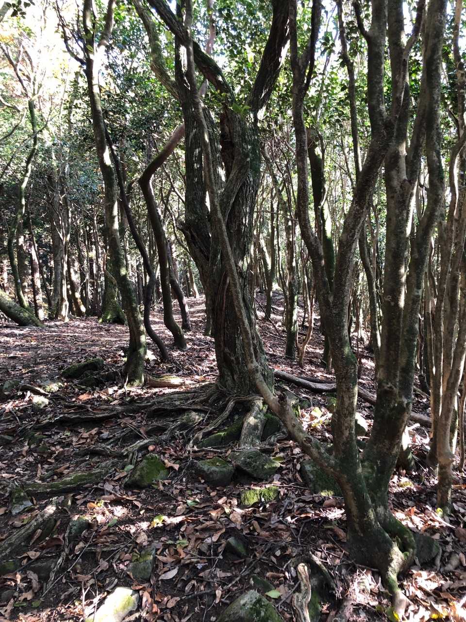 古処山-屏山 往復コースの写真