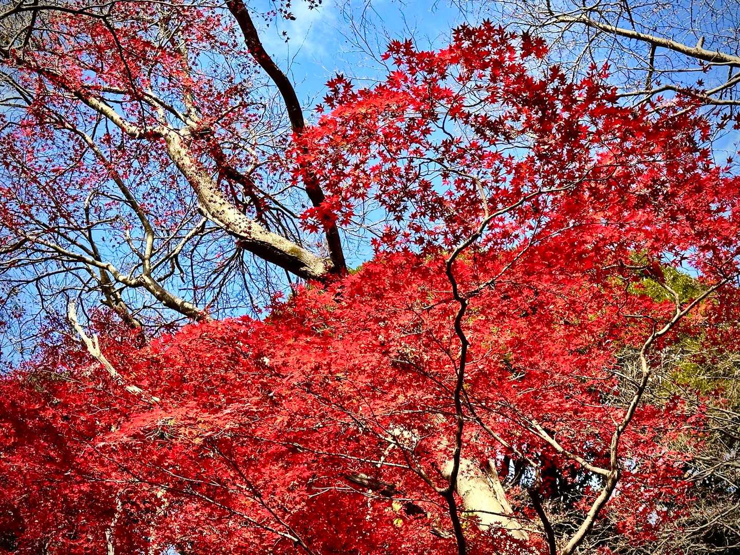 紅葉🍁🍁🍁