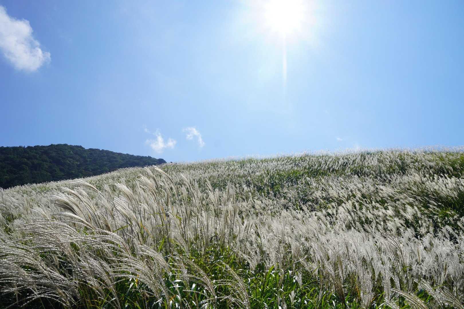 おにぎり山 往復コースの写真