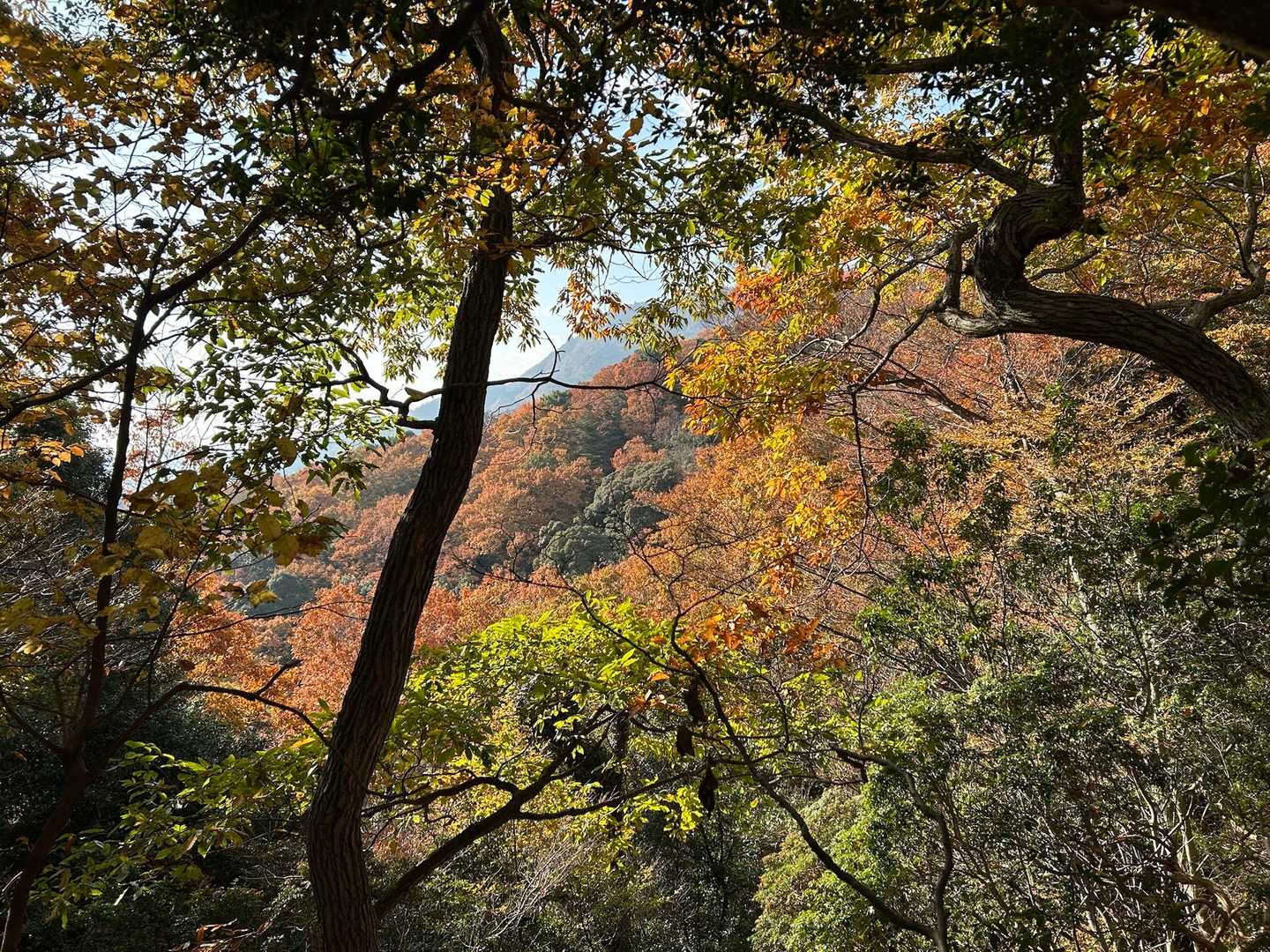 晩秋の紅葉色だね🍁