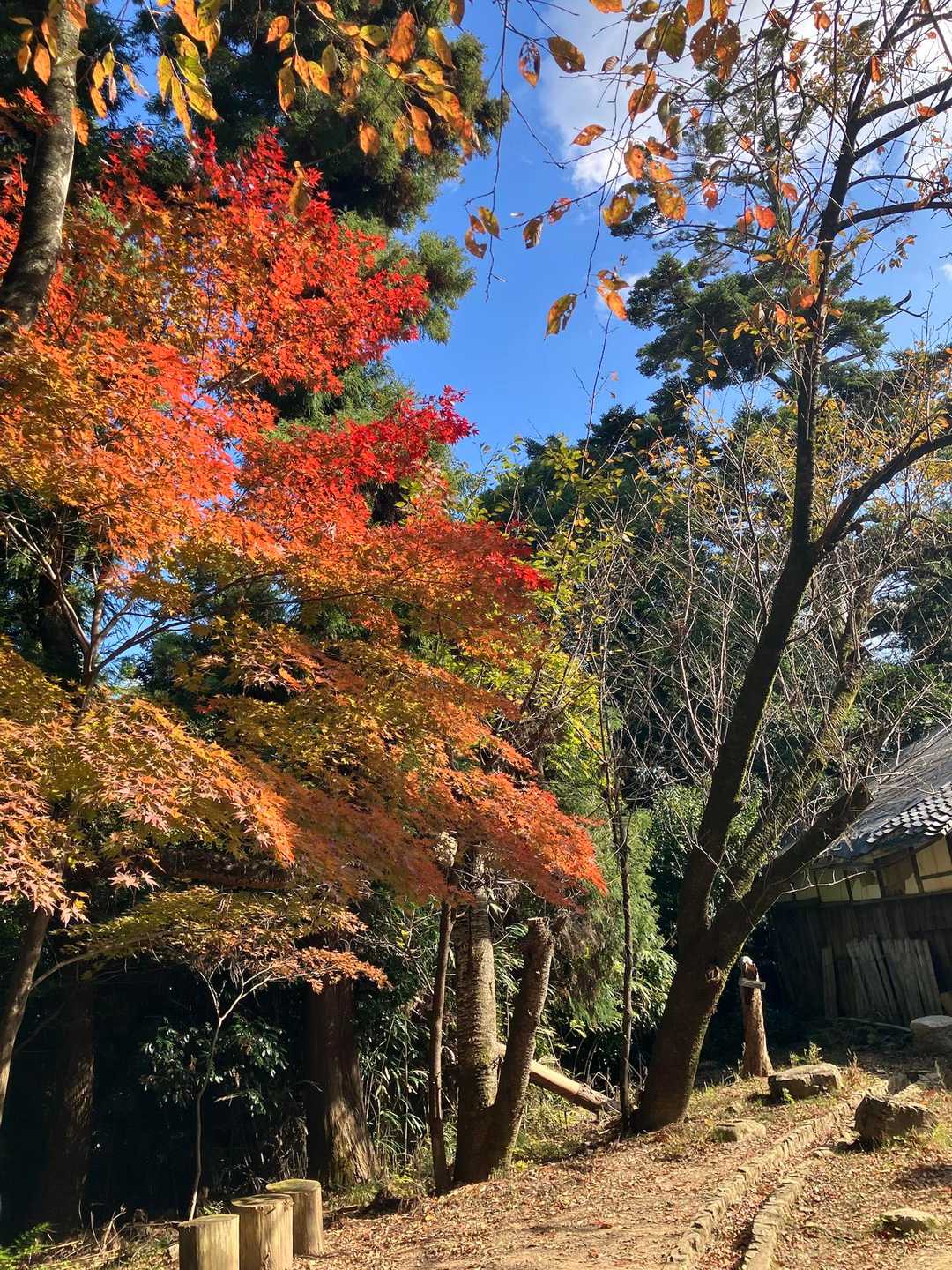 帰りに気づいた紅葉🍁です。