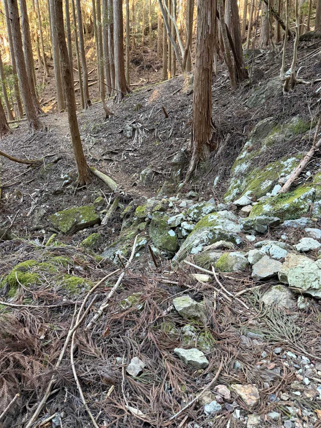 明るいお山が好きなんです！
だって暗いと怖い😱