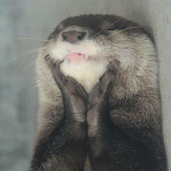 コッピー