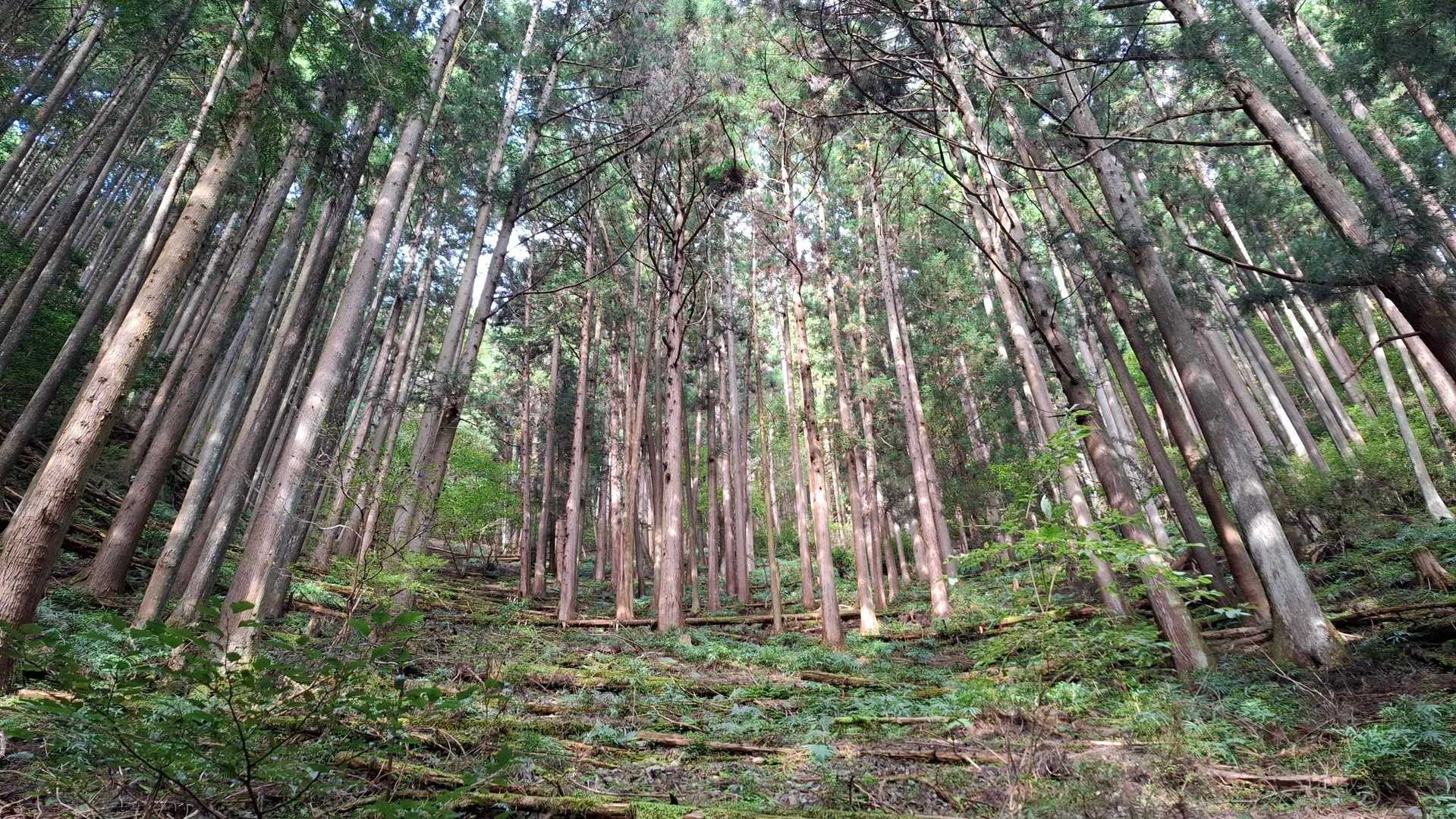 龍泉寺登山口-白谷沢登山口-権次入峠-棒ノ嶺-槇ノ尾山-長 周回コースの写真