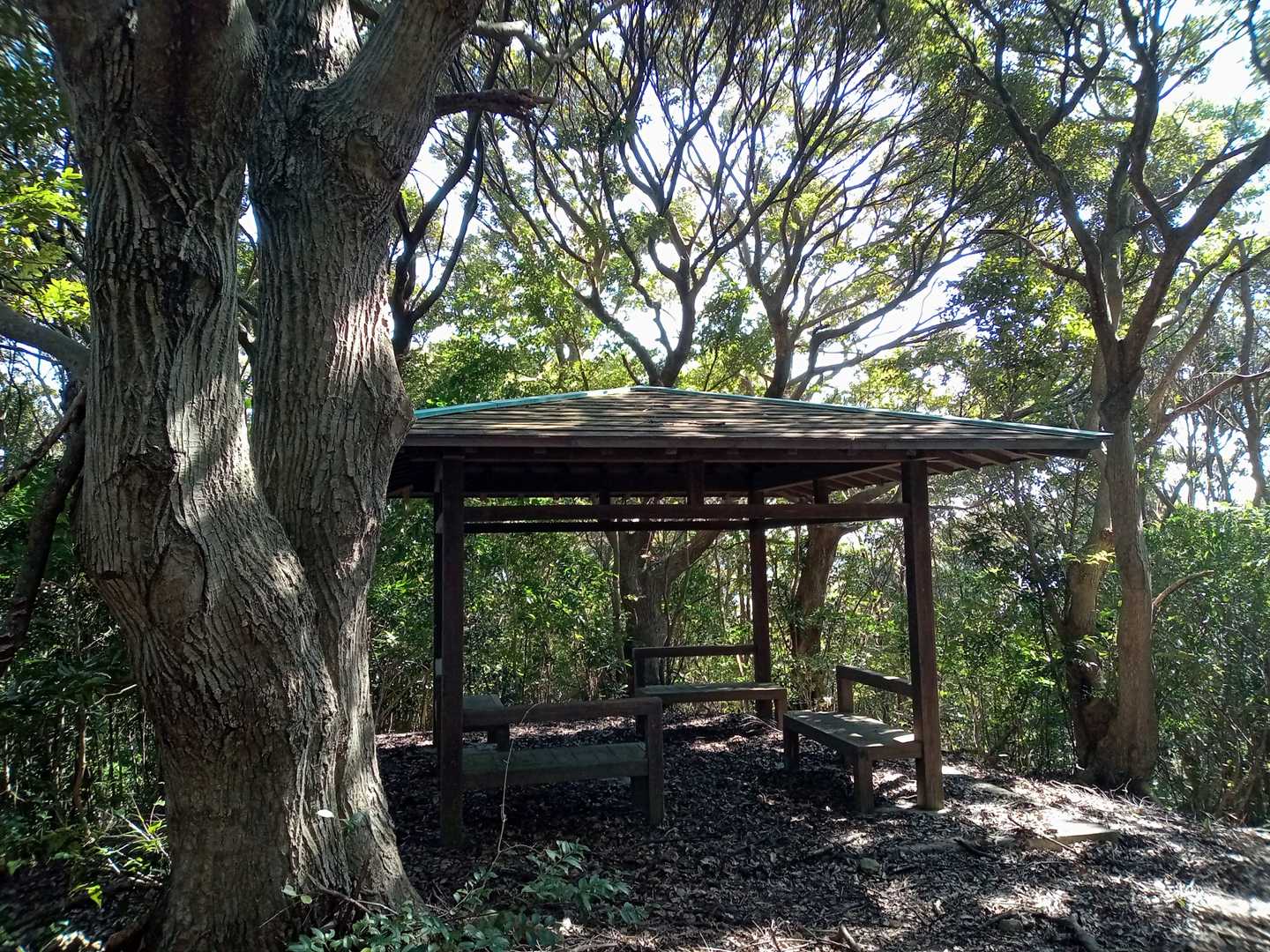 良い雰囲気の東屋発見👀🎶
山頂標識、三角点は見つけることができませんでしたが、多分、ここが山頂だと思います🤔ｿｳｲｳｺﾄﾆｼﾄｺ！