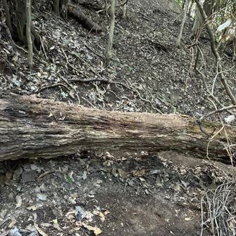 目印②
ここを跨いで登ったんだけどなぁ