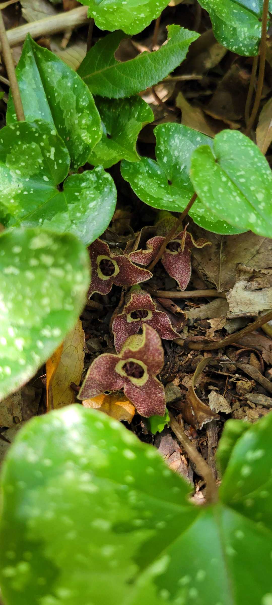 カンアオイのお花
