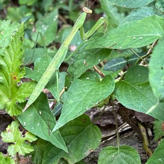 カマキリ、久々に見たかも。