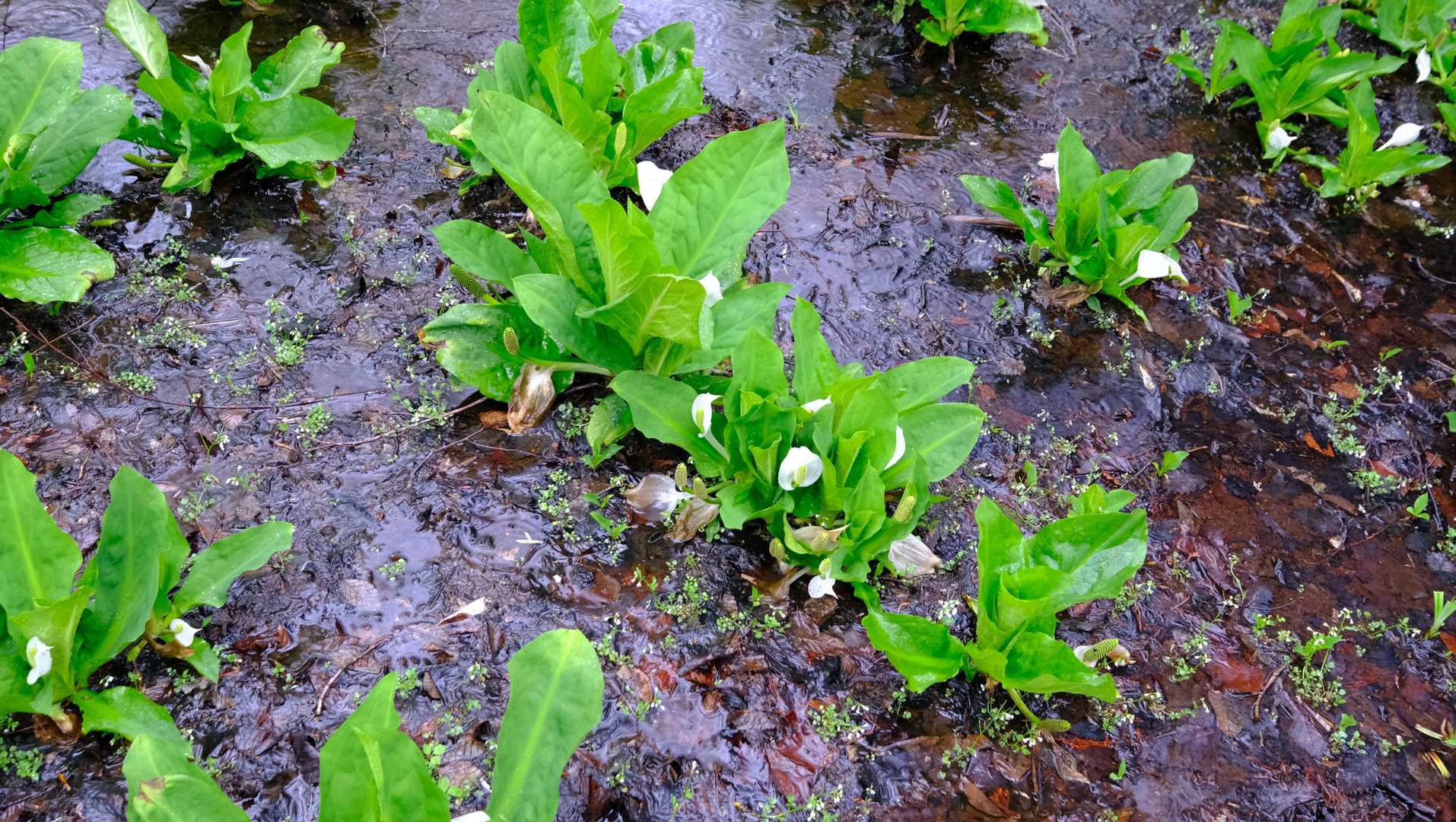 鳩待峠から山の鼻間に生えていた水芭蕉