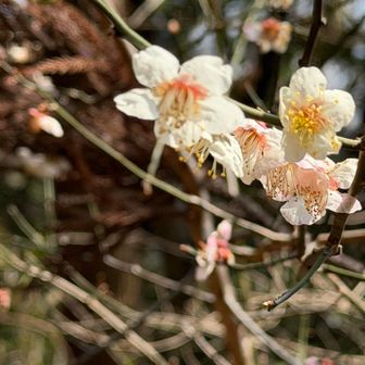 桜かと思いきや梅