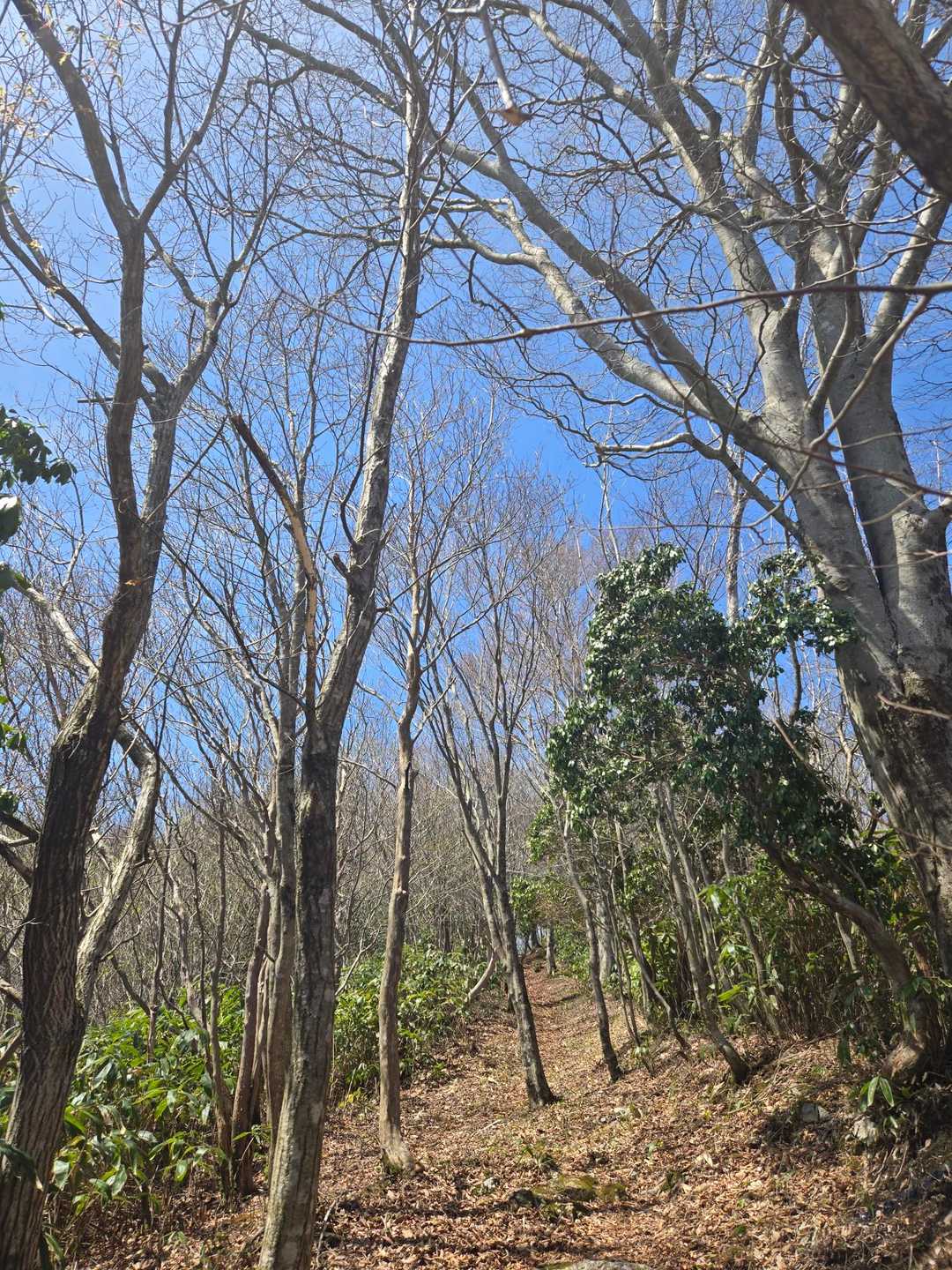 莇ヶ岳 周回コースの写真